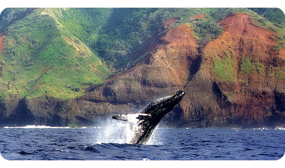 kauai_humpback-lg